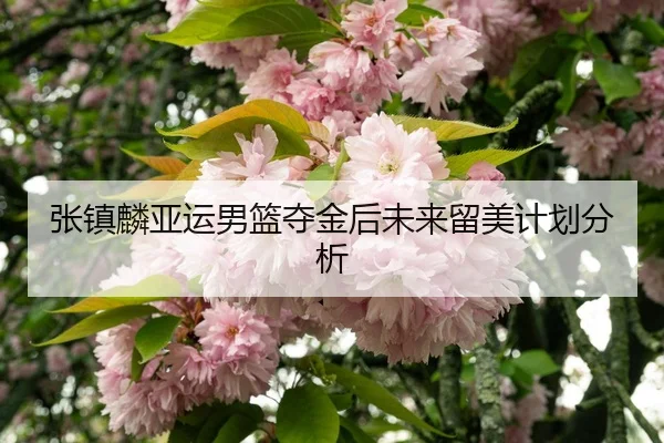 张镇麟亚运男篮夺金后未来留美计划分析